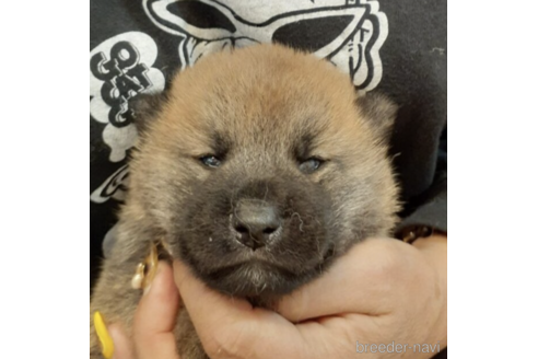 成約済の富山県の柴犬-180514